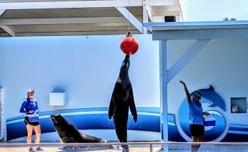 Gulfarium Marine Adventure Park