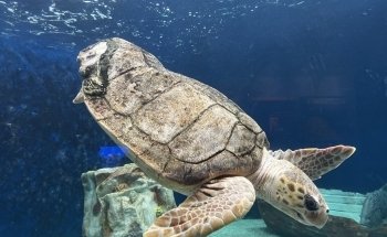 Birch Aquarium