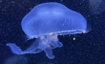 Birch Aquarium