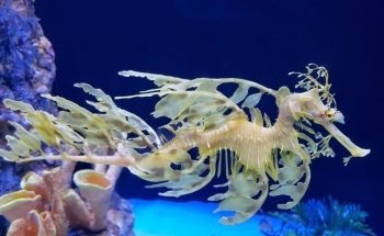 Birch Aquarium