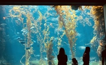 Birch Aquarium
