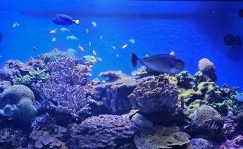 Birch Aquarium