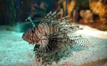 Aquarium at the Boardwalk