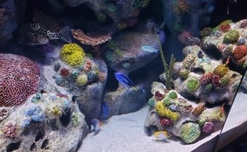Aquarium at the Boardwalk