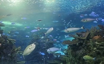 Aquarium at the Boardwalk