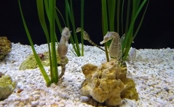 Toledo Zoo Aquarium