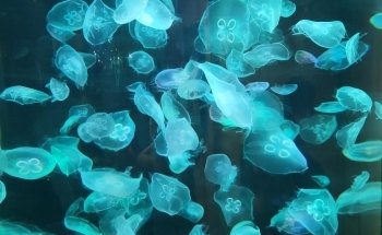 Toledo Zoo Aquarium