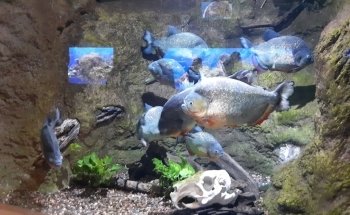 Toledo Zoo Aquarium
