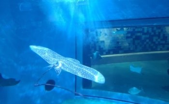 Toledo Zoo Aquarium