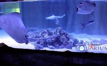 Austin Aquarium