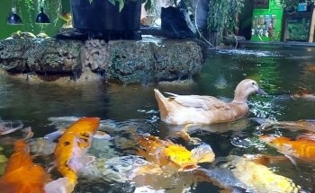 Austin Aquarium