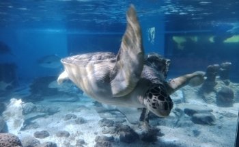 The Maritime Aquarium at Norwalk