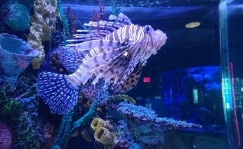 The Maritime Aquarium at Norwalk