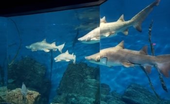 The Maritime Aquarium at Norwalk