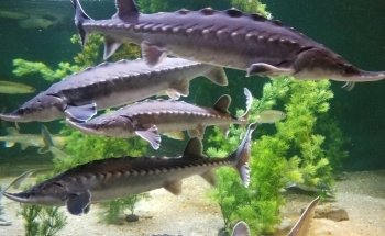 The Maritime Aquarium at Norwalk