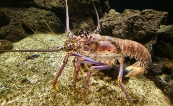 South Carolina Aquarium