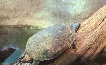 South Carolina Aquarium