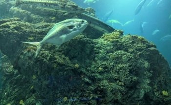 South Carolina Aquarium
