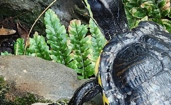 South Carolina Aquarium