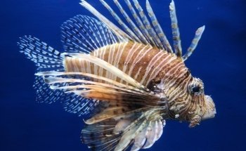 South Carolina Aquarium
