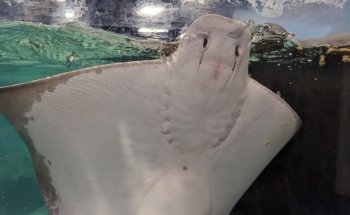 NorCal Aquarium and Wildlife