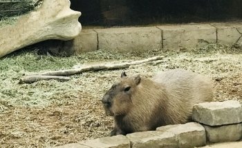 NorCal Aquarium and Wildlife