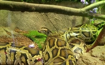 NorCal Aquarium and Wildlife