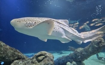 ABQ BioPark Aquarium