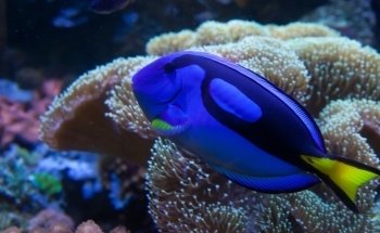 ABQ BioPark Aquarium