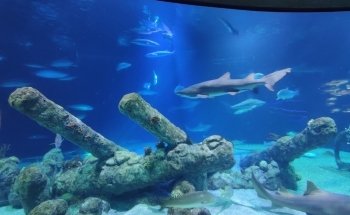 ABQ BioPark Aquarium