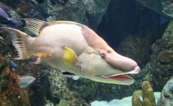 ABQ BioPark Aquarium