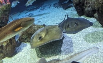 ABQ BioPark Aquarium