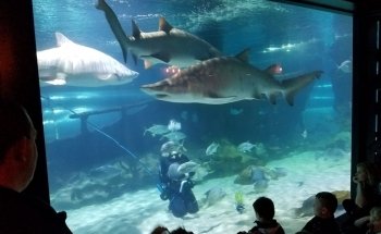 Greater Cleveland Aquarium