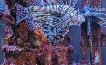 Greater Cleveland Aquarium