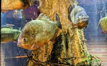 Greater Cleveland Aquarium