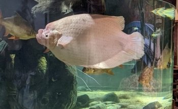 Greater Cleveland Aquarium