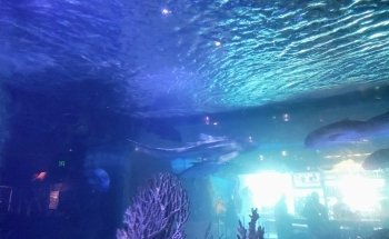 Aquarium Restaurant