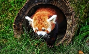 Rosamond Gifford Zoo