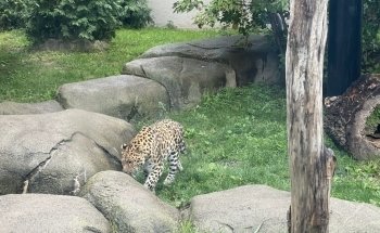 Rosamond Gifford Zoo