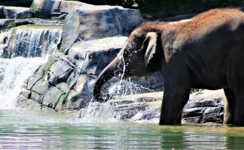 Rosamond Gifford Zoo