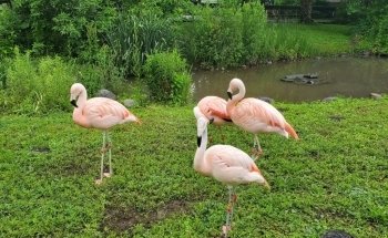 Rosamond Gifford Zoo