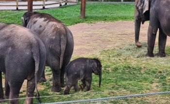 Rosamond Gifford Zoo