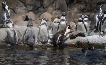 Rosamond Gifford Zoo