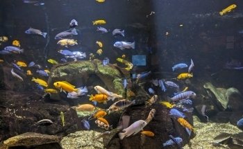 Aquarium of Niagara