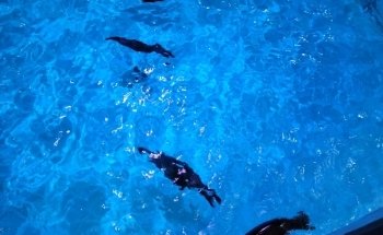 Aquarium of Niagara