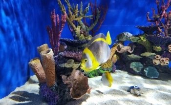 Aquarium of Niagara