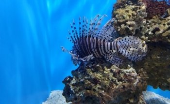 Aquarium of Niagara