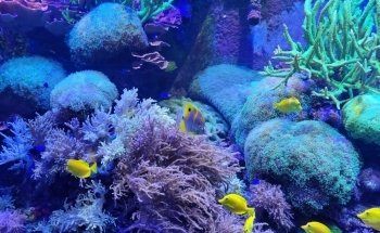 Aquarium of Niagara