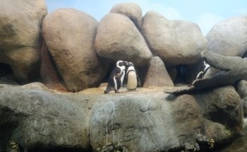 California Academy of Sciences