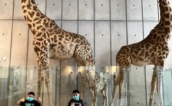 California Academy of Sciences